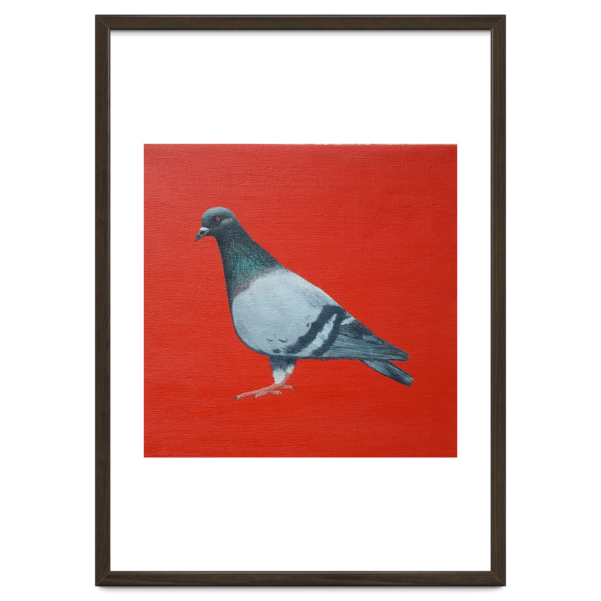 Pigeon