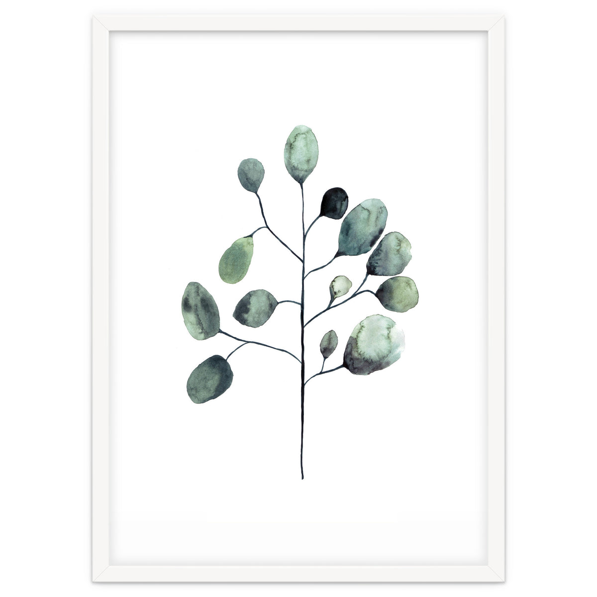 Botanical Illustration Eukalyptus
