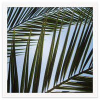 palm fronds