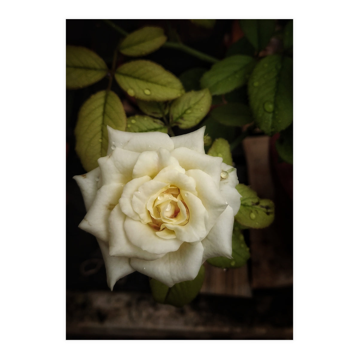 Beautiful Garden White Rose (Print Only)