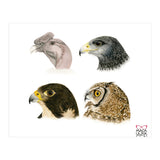 Profile raptors (Print Only) thumbnail