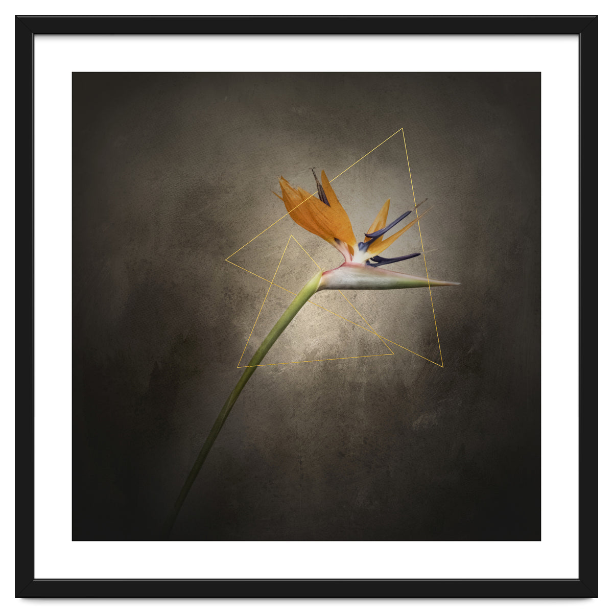 Graceful flower - Strelitzia | vintage style