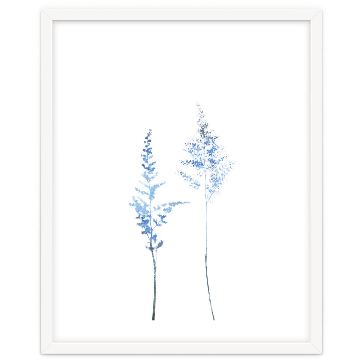 Blue Astilbe