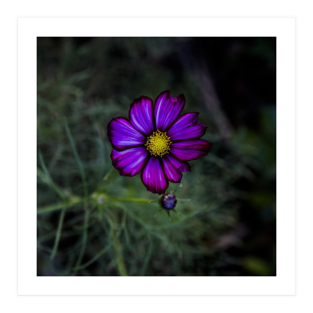 Floral autumn (Print Only)