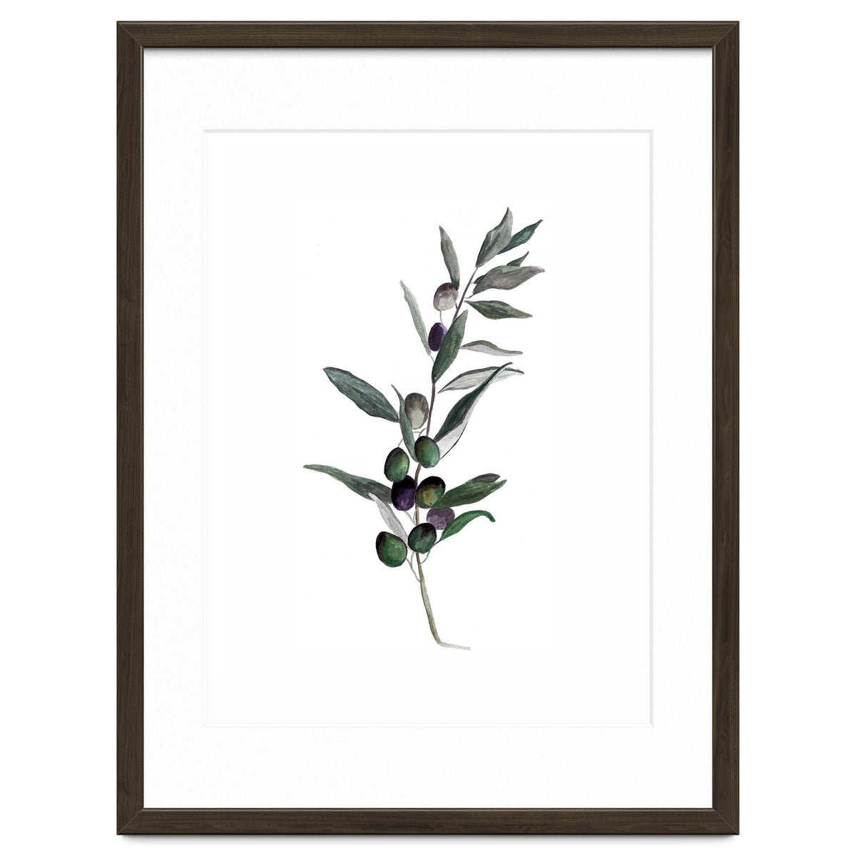 Botanical Illustration Olive