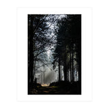 Misty Woodland Morning (Print Only) thumbnail