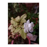 White Rose Garden (Print Only) thumbnail