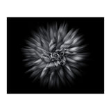 Backyard Flowers In Black And White 20 Flow Version (Print Only) thumbnail