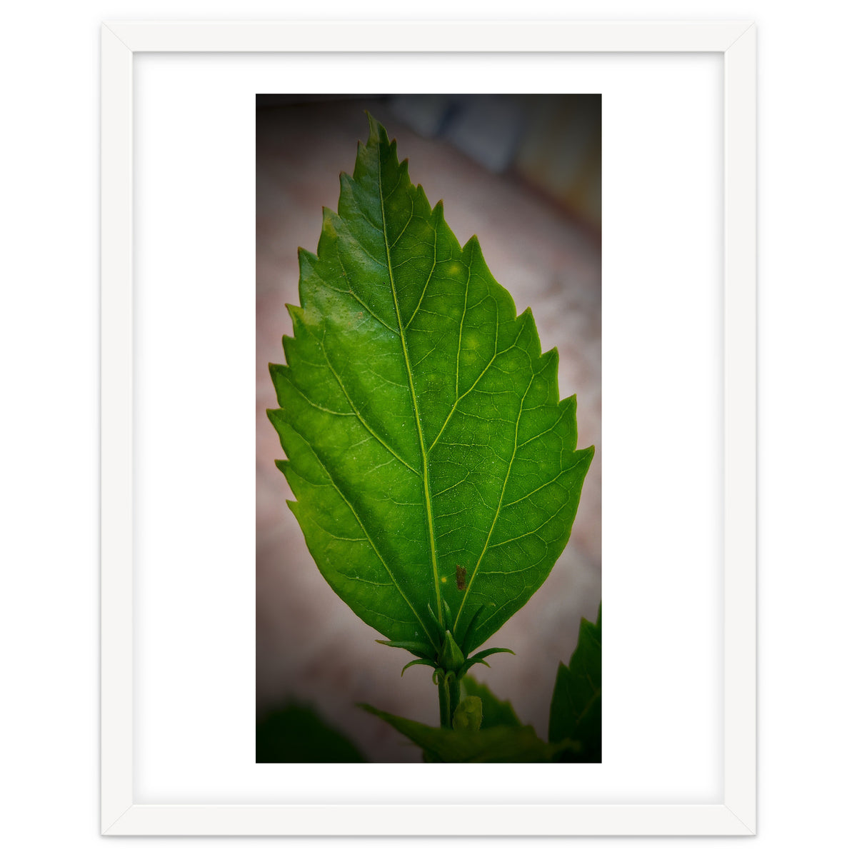 Hibiscus Plant Petal