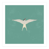 Arctic Tern (Print Only) thumbnail