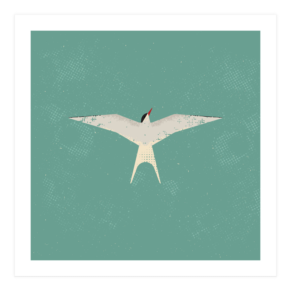 Arctic Tern (Print Only)