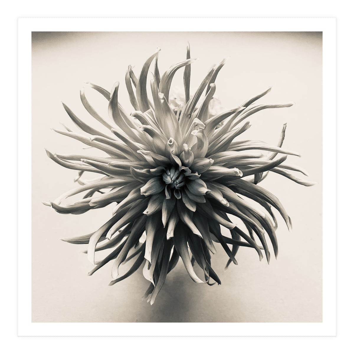 Dahlia (Print Only)