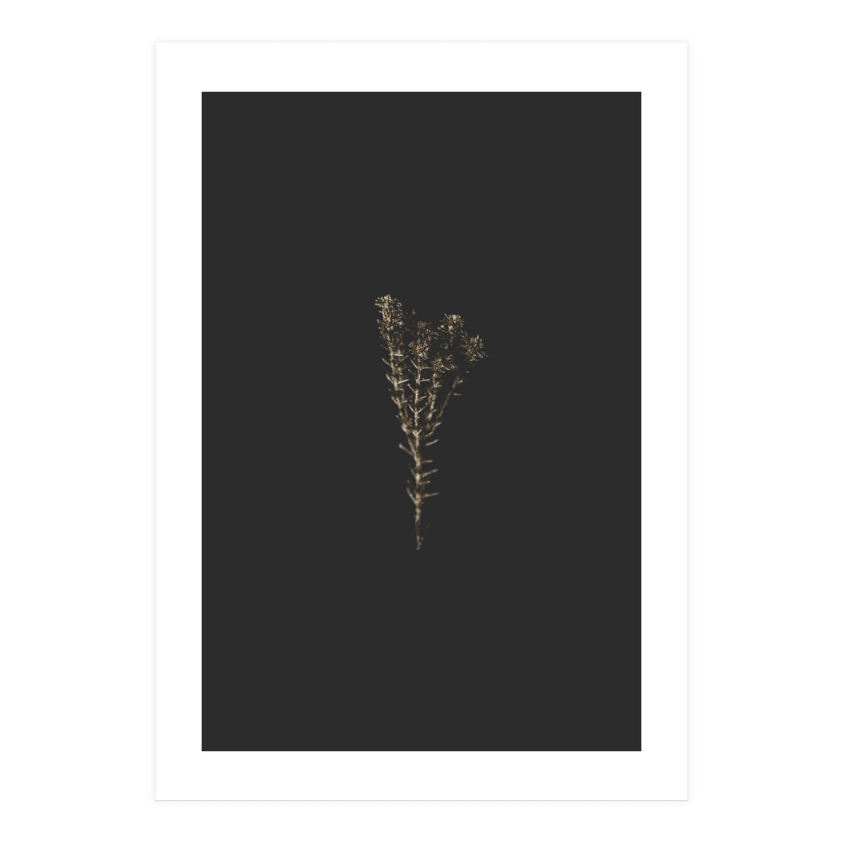 Moody Golden Botanicals (Print Only)