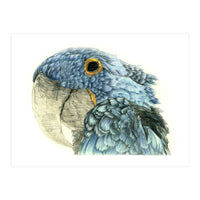 Blue Parrot (Print Only)