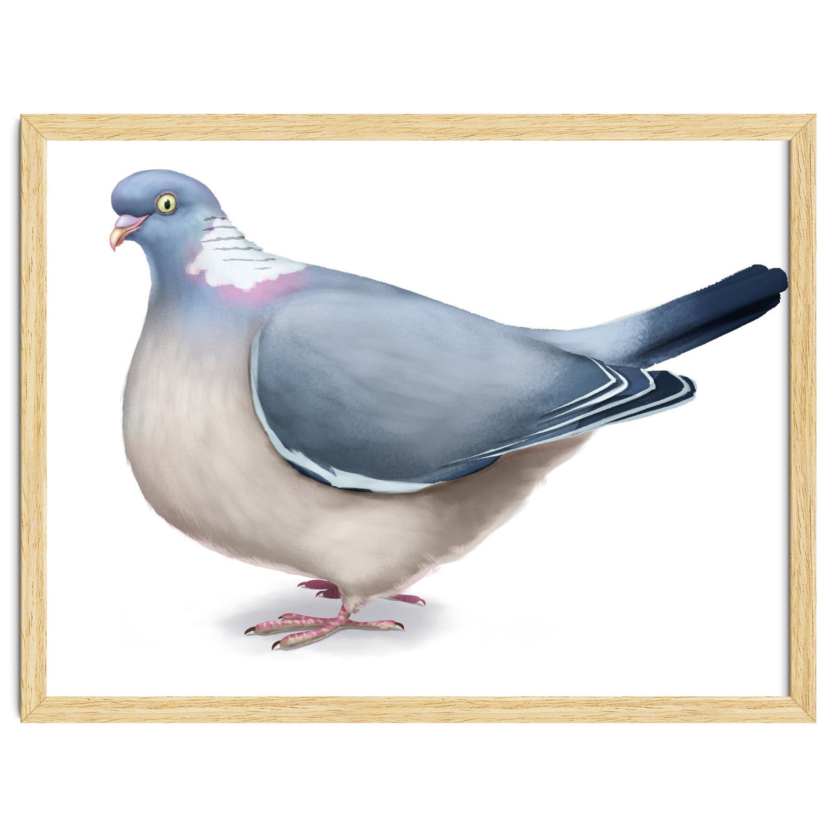 Wood Pigeon