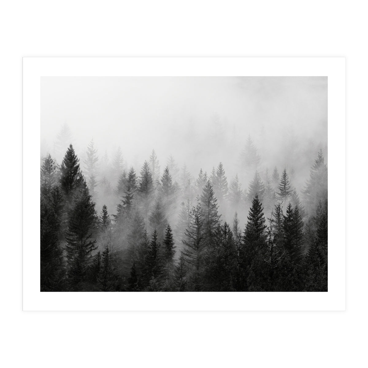 Black and White Forest (Print Only)