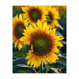 Summerflower (Print Only) thumbnail