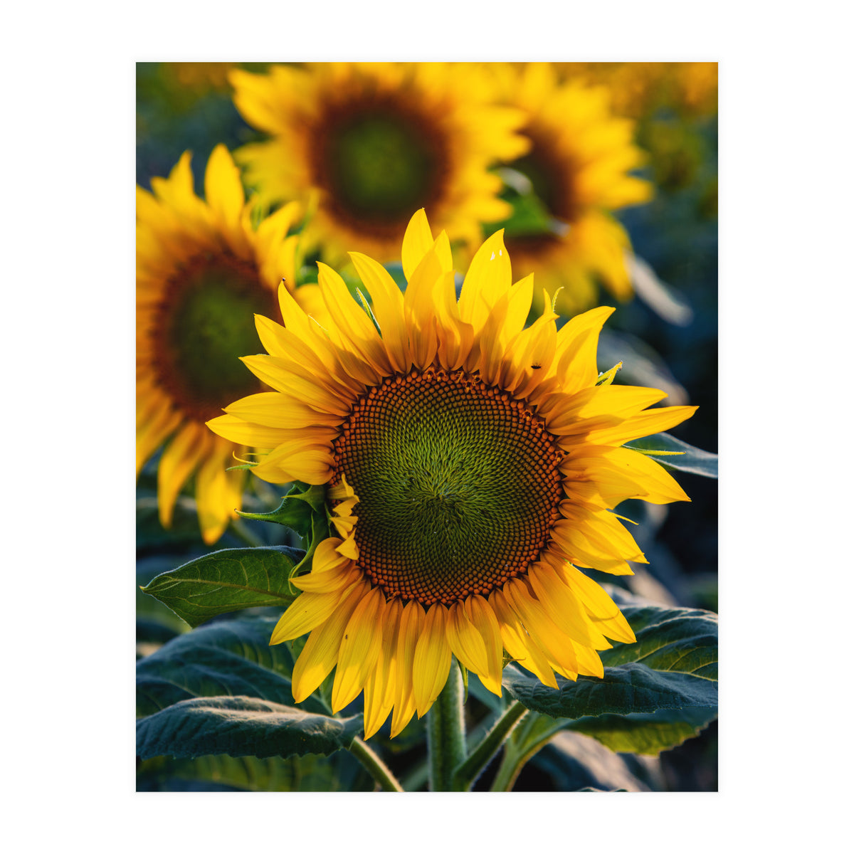 Summerflower (Print Only)