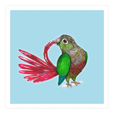 Preening green-cheeked conure (Print Only) thumbnail