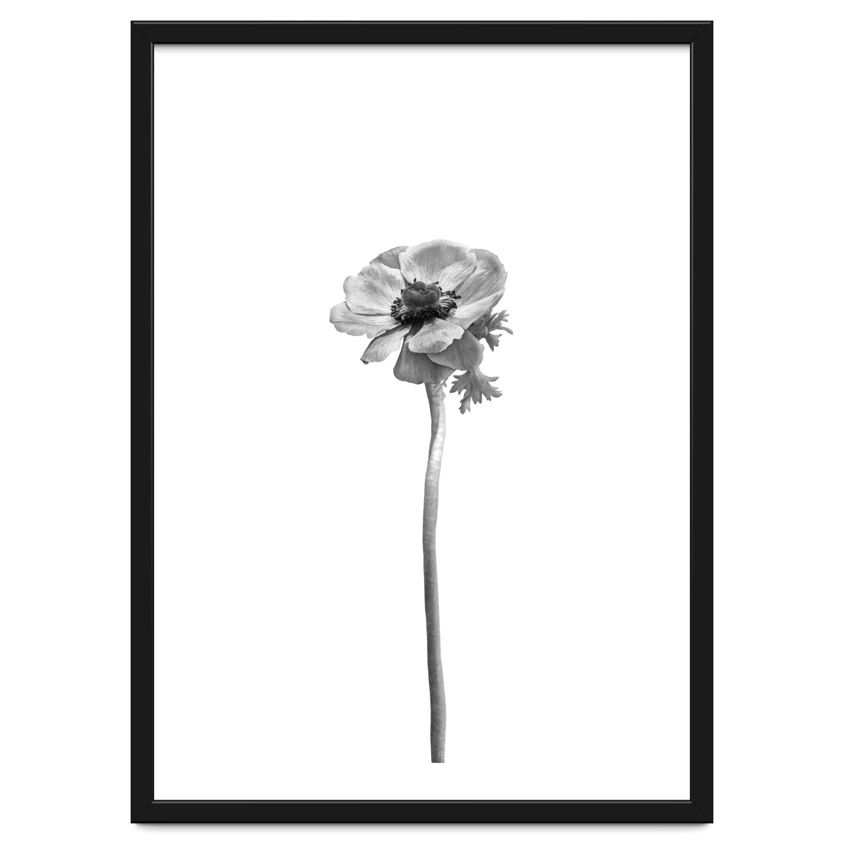 Anemone coronaria | bright design