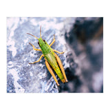 Acid Green (Print Only) thumbnail