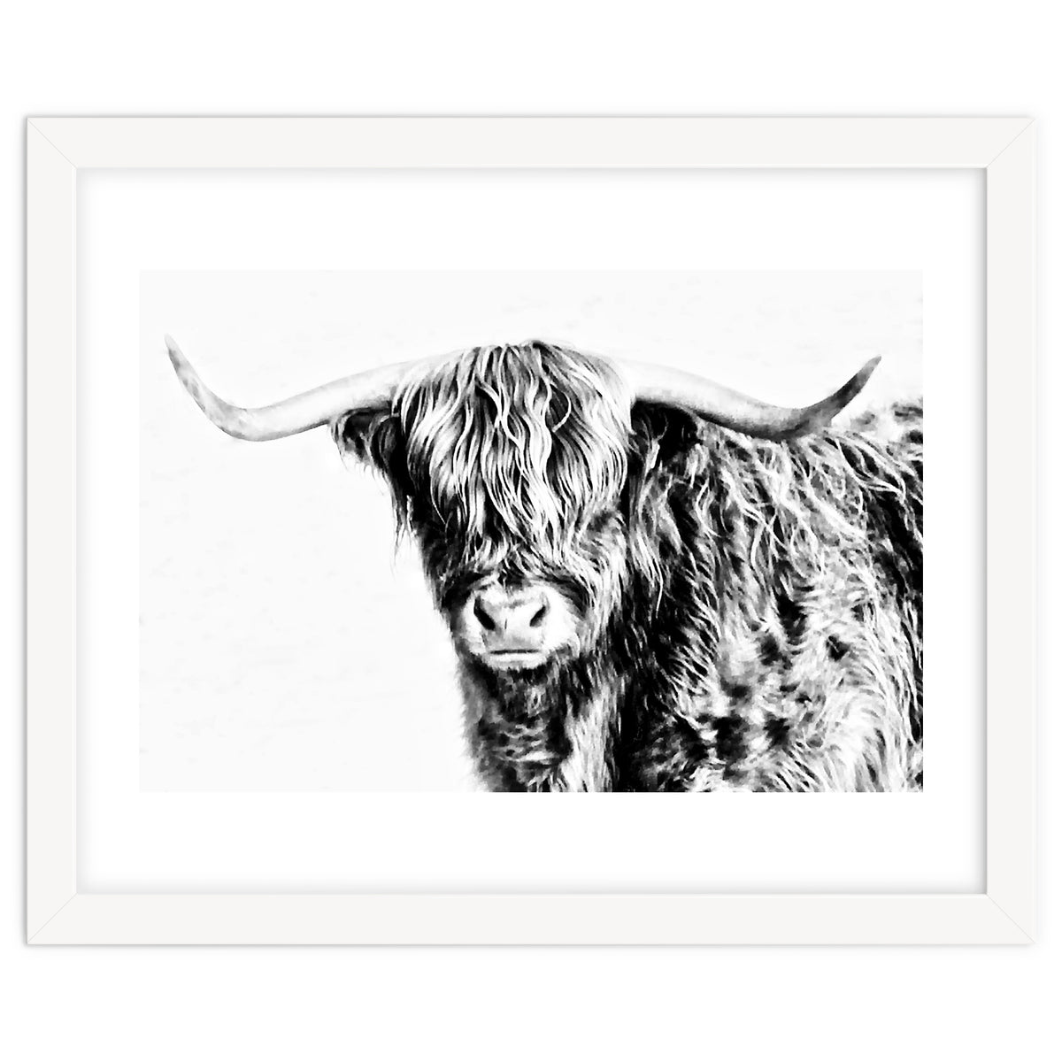 Highland bull