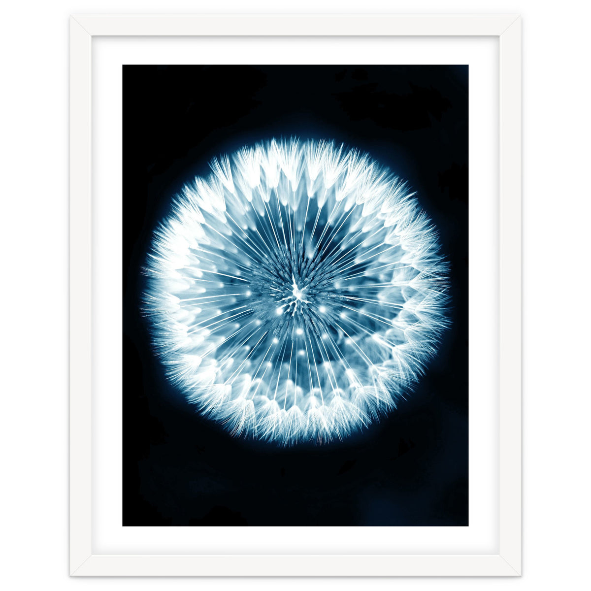 Taraxacum Officinale