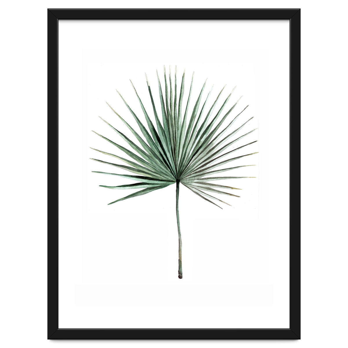 Botanical Illustration Fanpalm