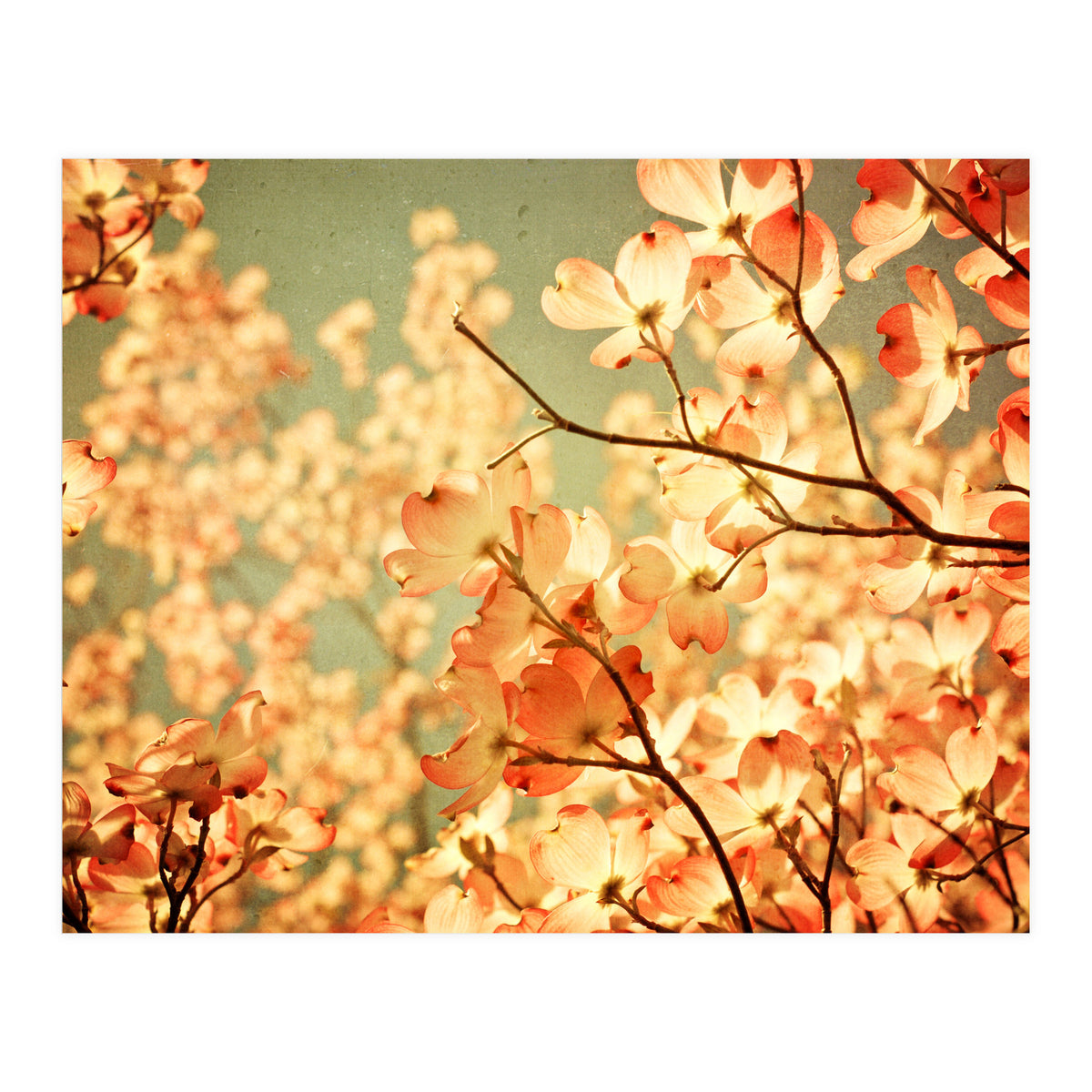 Vintage Pink (Print Only)