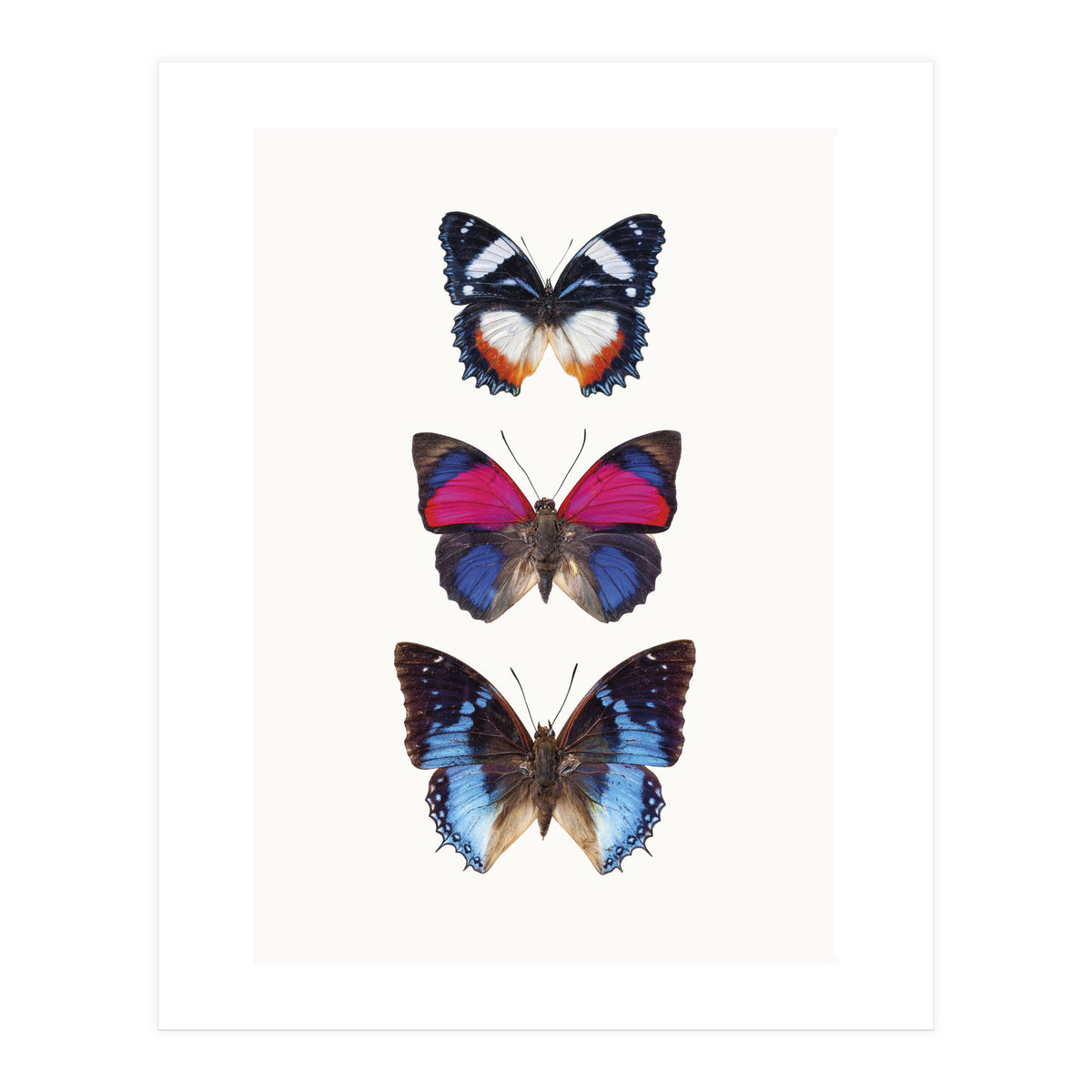 Cc Butterflies 03 (Print Only)