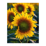 Summerflower (Print Only) thumbnail