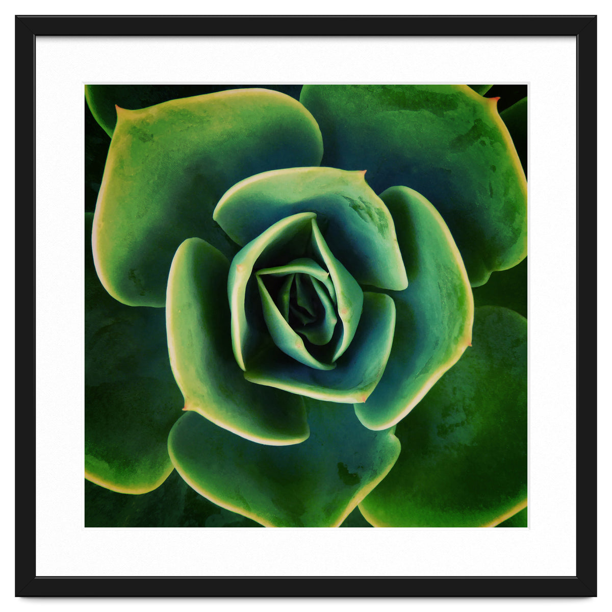 DARKSIDE OF SUCCULENTS XIII