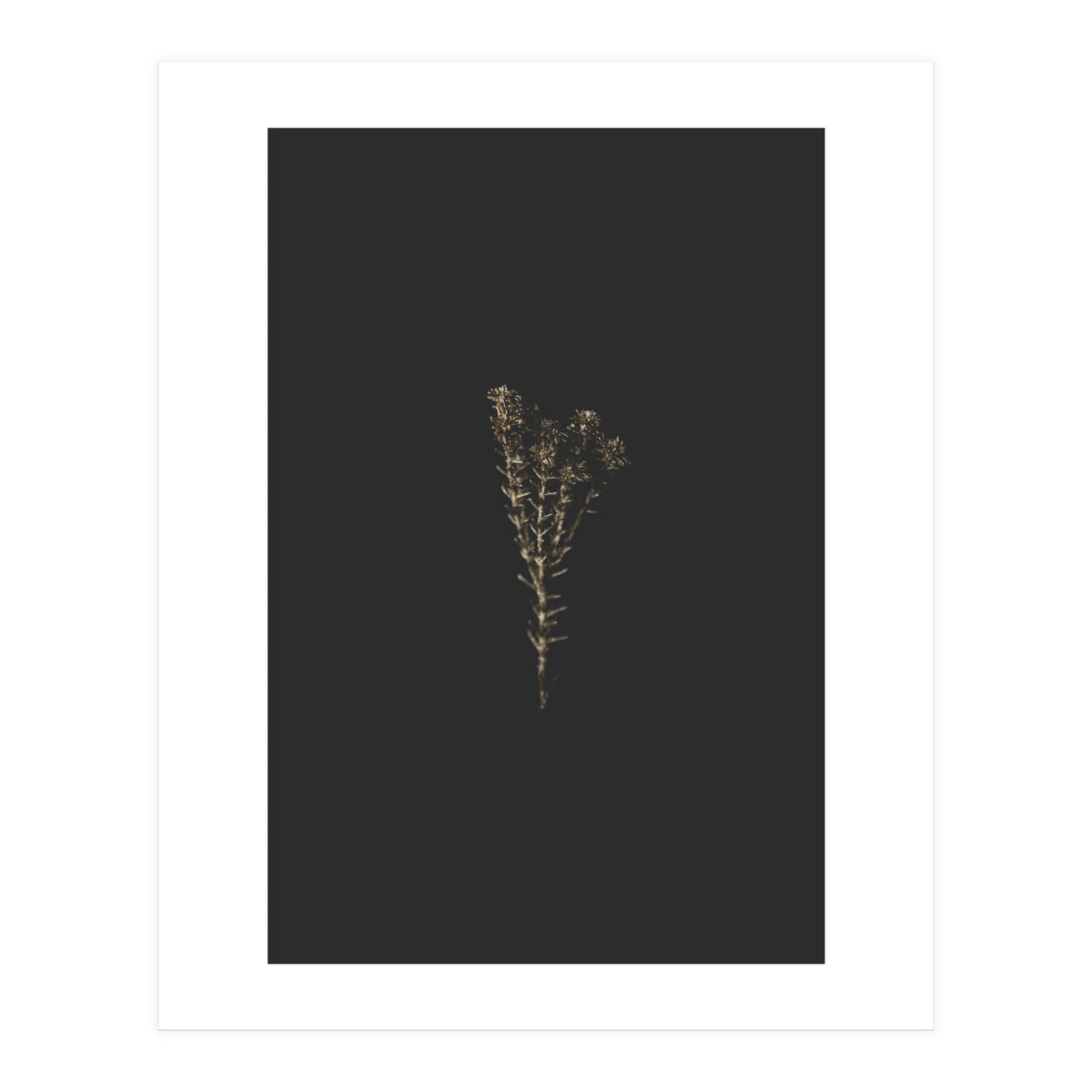 Moody Golden Botanicals (Print Only)