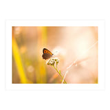 Butterfly (Print Only) thumbnail