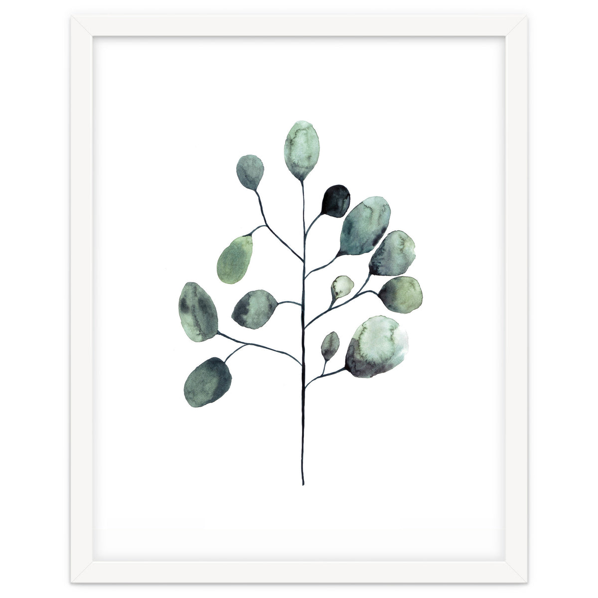 Botanical Illustration Eukalyptus
