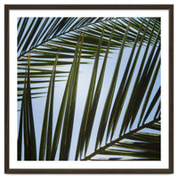 palm fronds