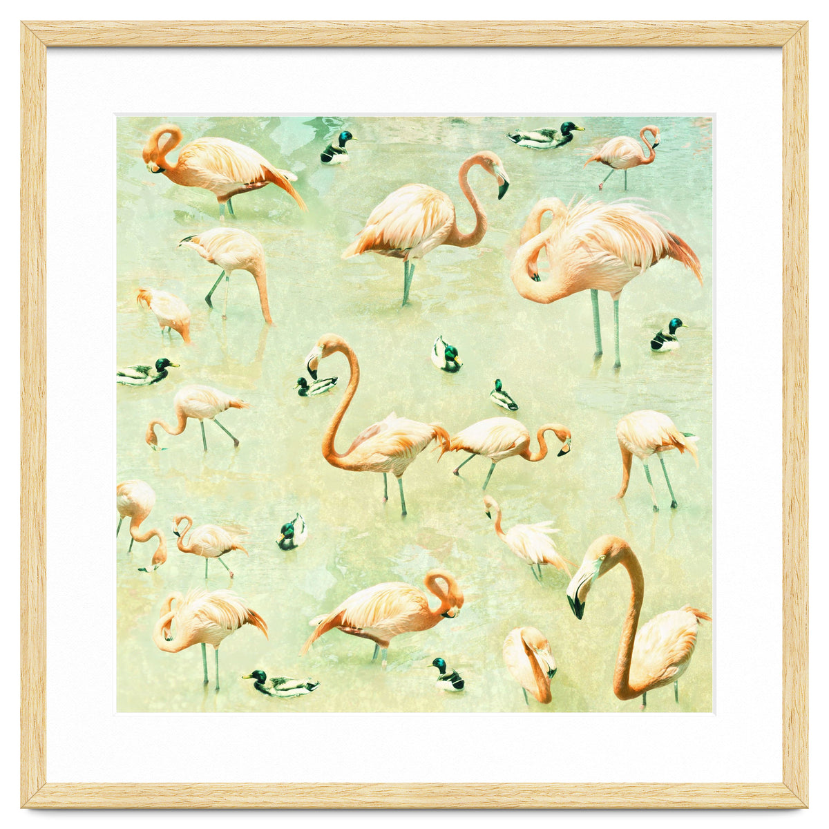 Flamingos