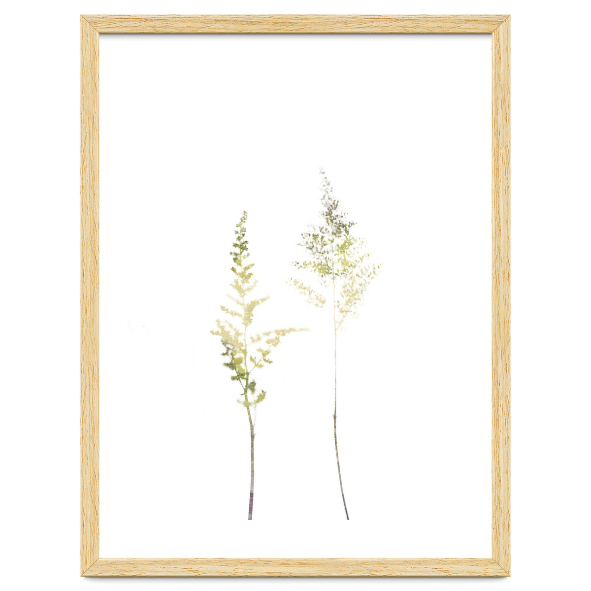 Neutral Astilbe
