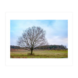 Young Oak Tree in Winter  (Print Only) thumbnail