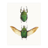 Cc Insects 02 (Print Only) thumbnail