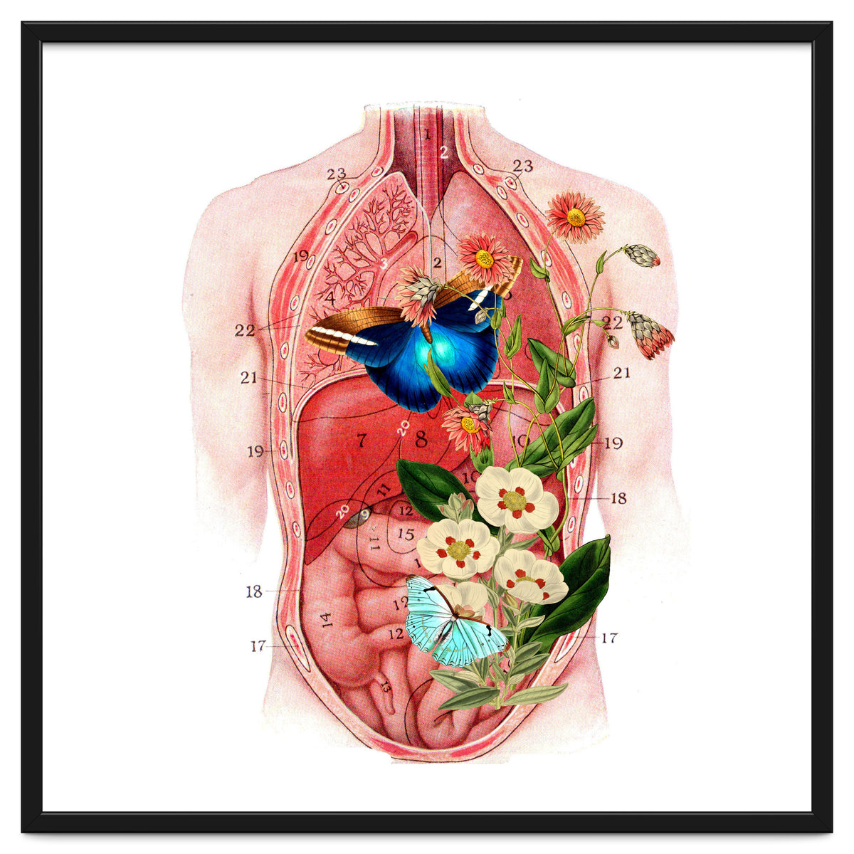 Butterflys In The Belly Makes Flower Grows