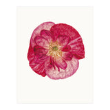 Cc Poppy 02 (Print Only) thumbnail