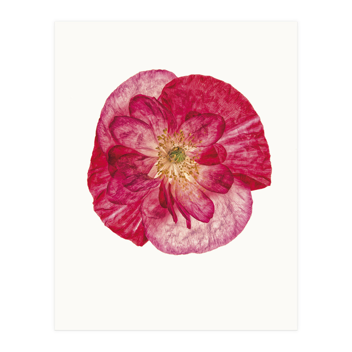 Cc Poppy 02 (Print Only)