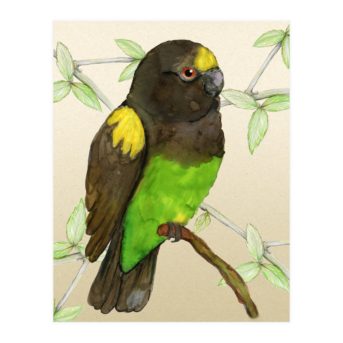 Meyer's parrot watercolor (Print Only)