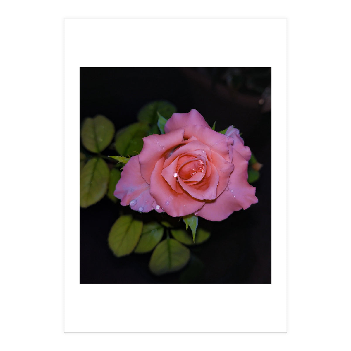 Pink Dew Rose (Print Only)