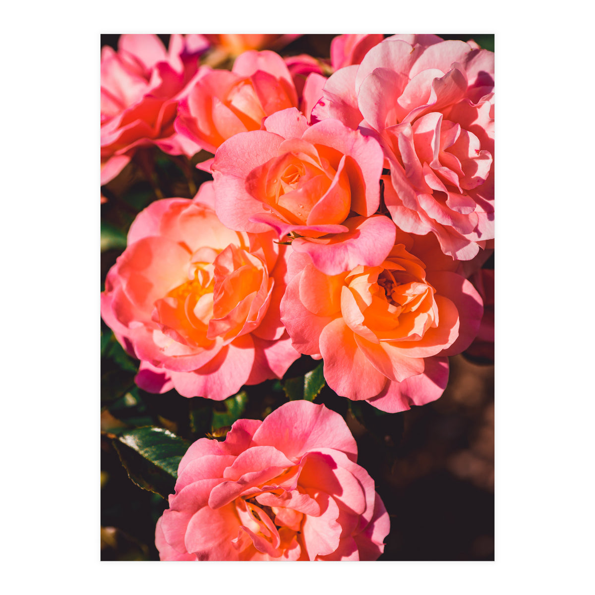 Rose  (Print Only)