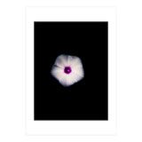 White Flora (Print Only) thumbnail