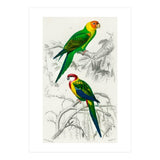 Different types of birds illustrated (Print Only) thumbnail