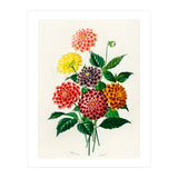 Dahlia illustrated (Print Only) thumbnail