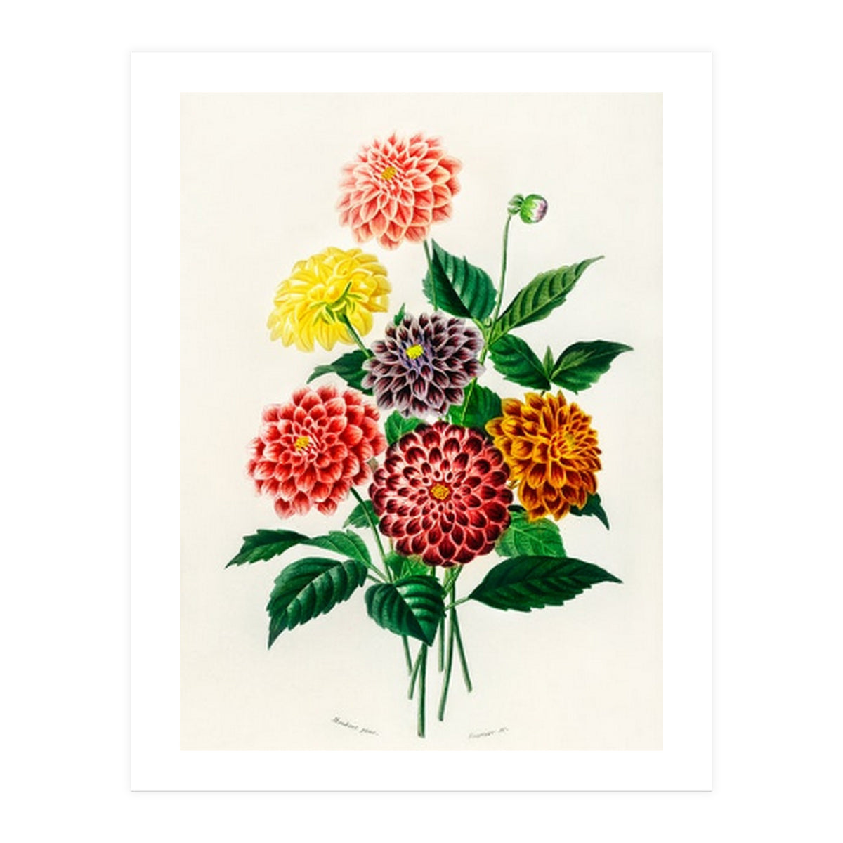 Dahlia illustrated (Print Only)